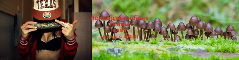 Псилоцибиновые грибы Psilocybe  Андреаполь 